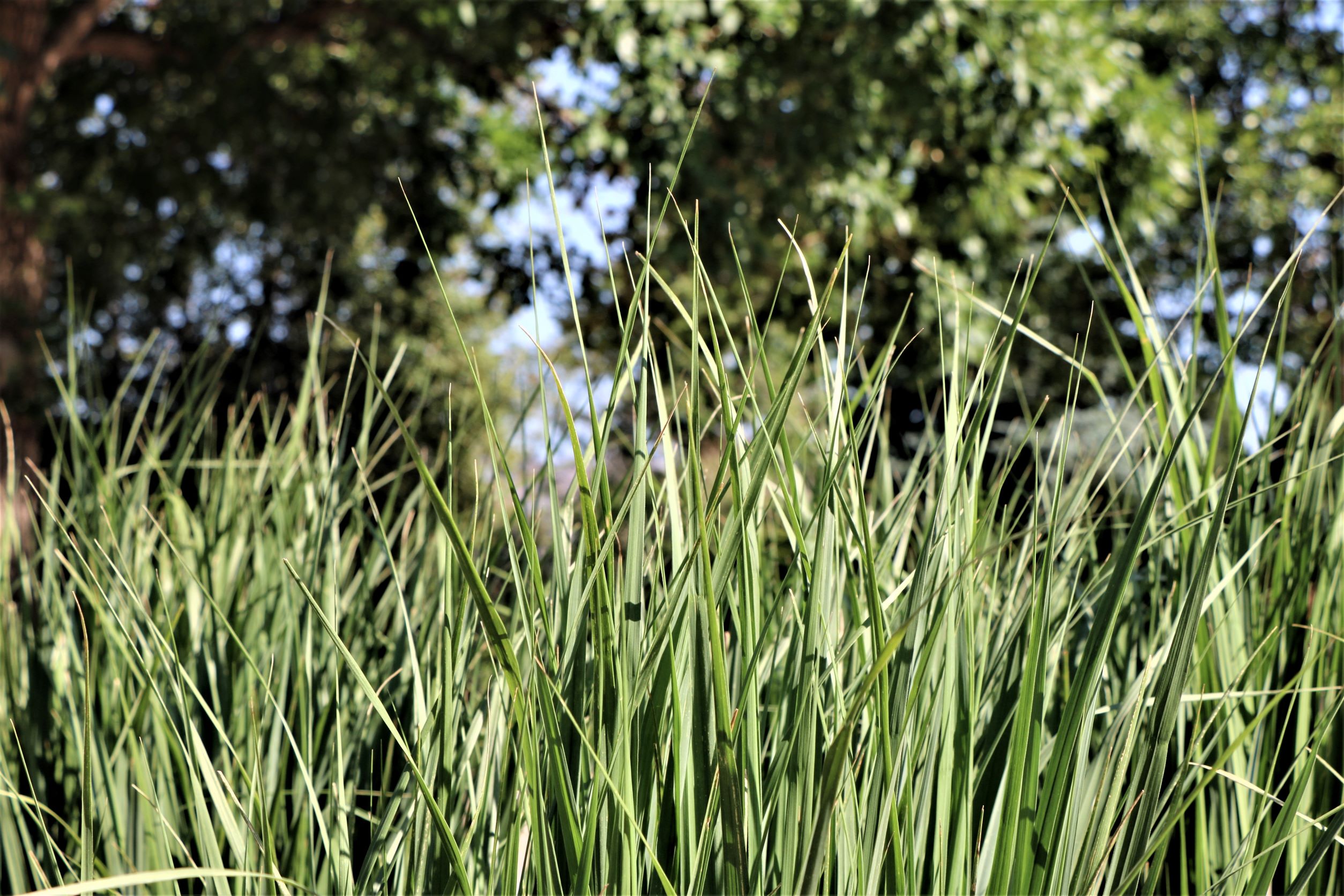 Northwind Switchgrass
